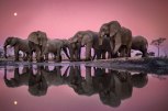 elephants-4